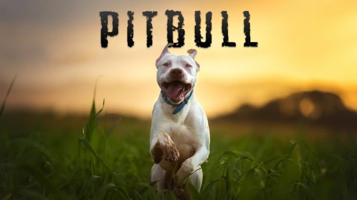 Pitbull