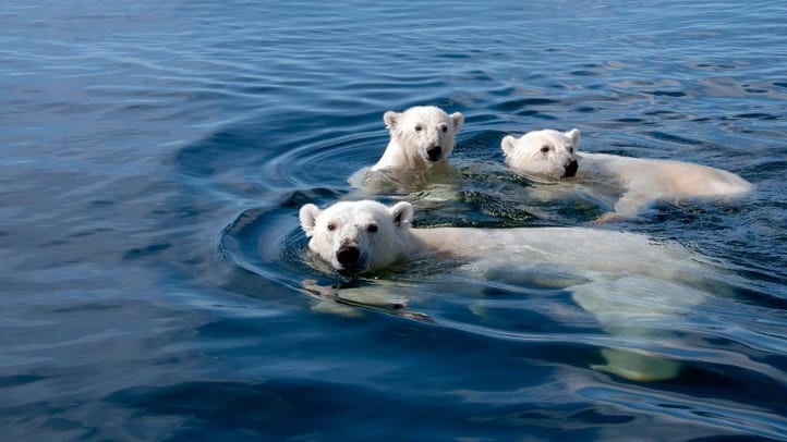 Polar Bears: A Summer Odyssey