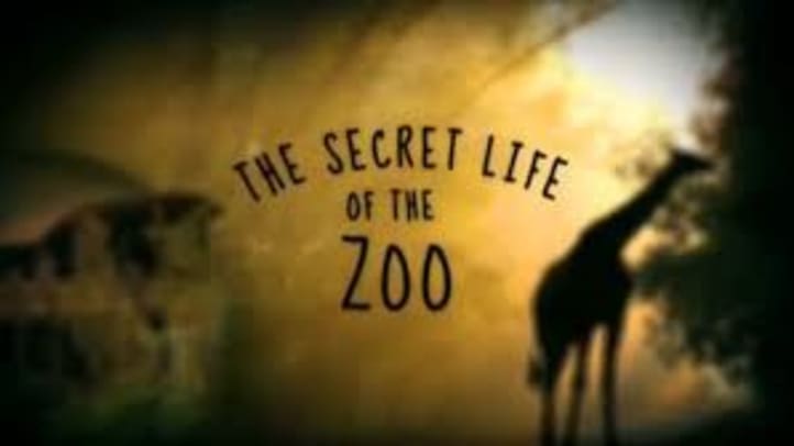 Secret Life of the Zoo - Season 6