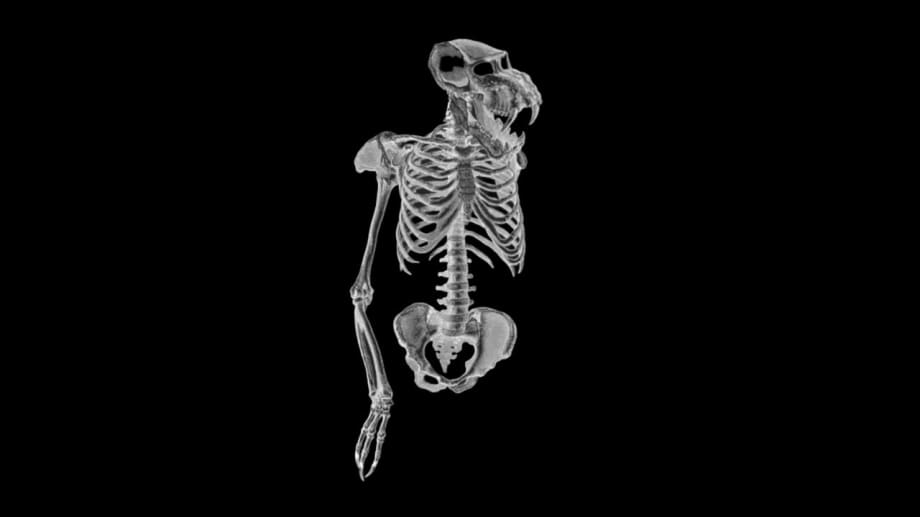 Watch American Cryptids
