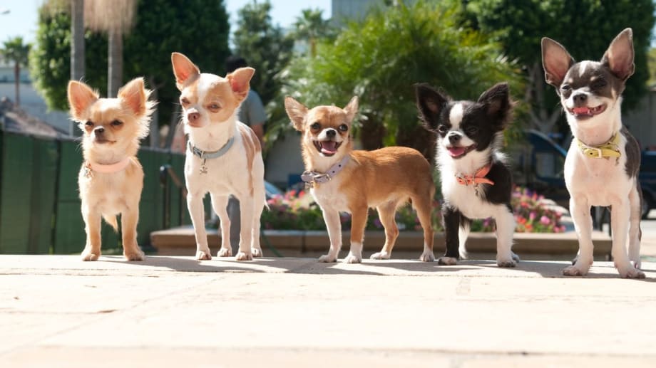 Watch Beverly Hills Chihuahua 2