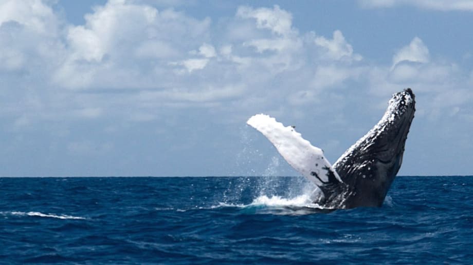 Watch Humpback Whales