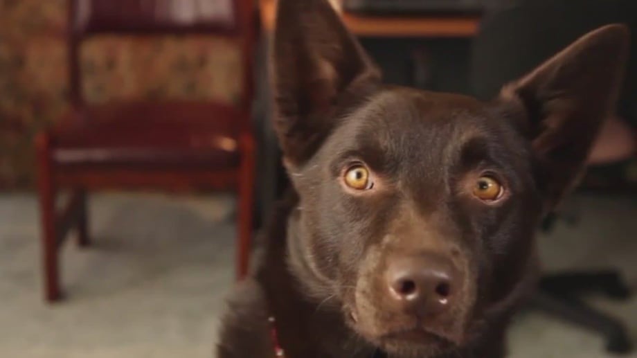 Watch Koko: A Red Dog Story