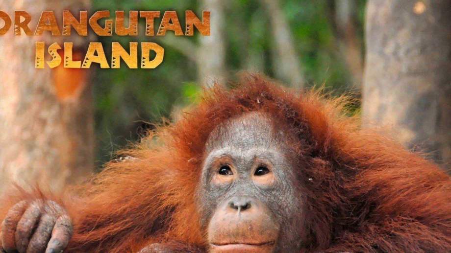 Watch Orangutan Island - Season 1