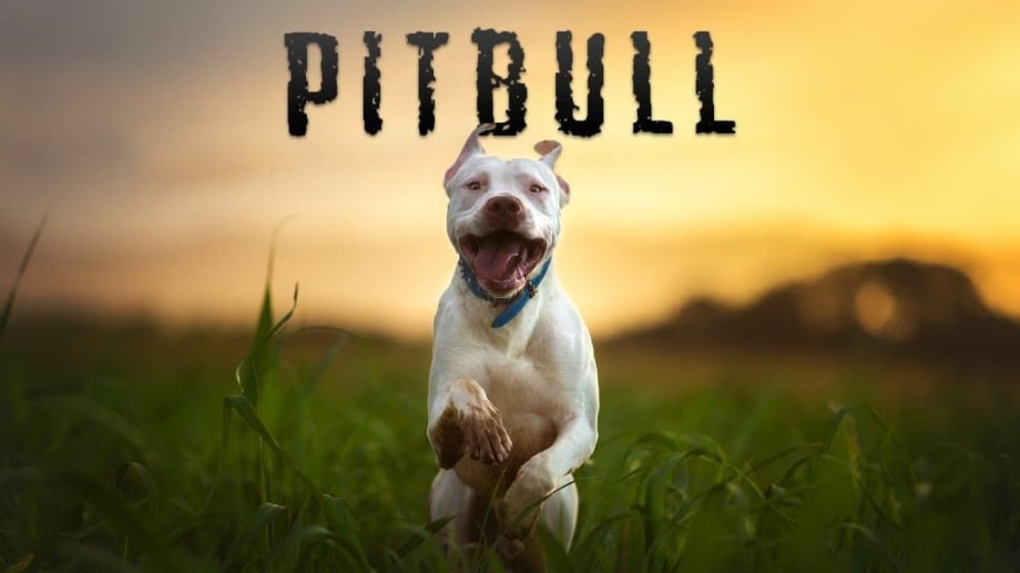 Watch Pitbull