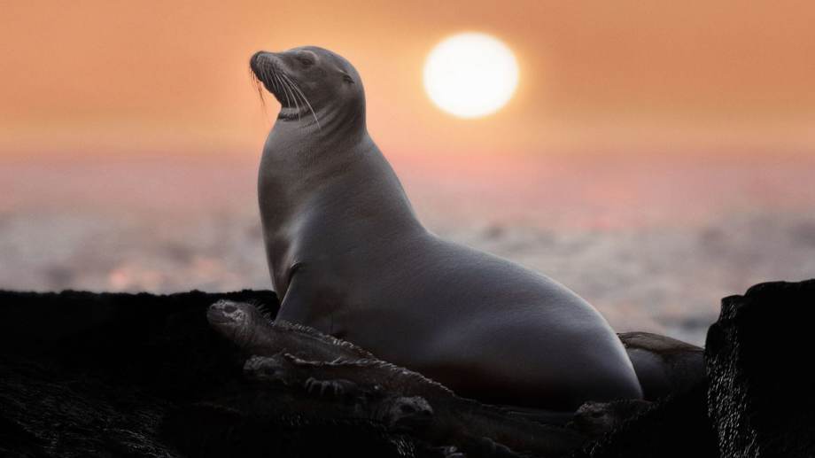 Watch Sea Lions of the Galapagos