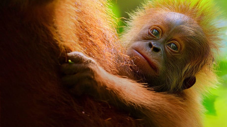 Watch Secret Lives of Orangutans