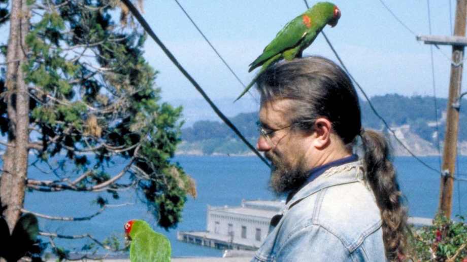 Watch The Wild Parrots of Telegraph Hill
