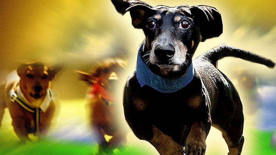 Watch Wiener Dog Nationals