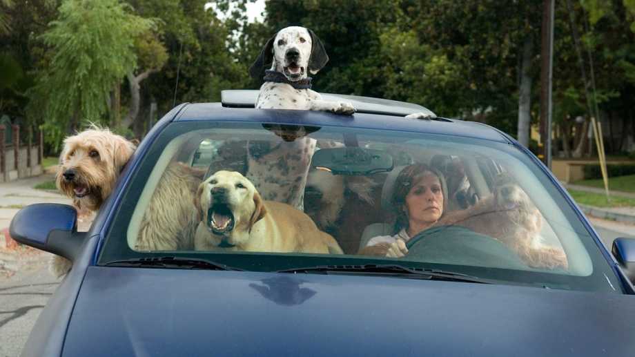 Watch Year of the Dog