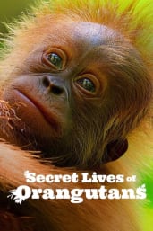 Secret Lives of Orangutans