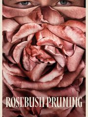 Rosebush Pruning