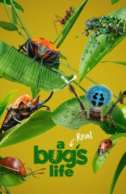 A Real Bug's Life - Season 1