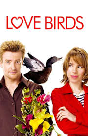 Love Birds Love Birds