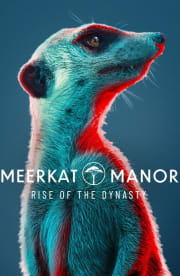 Meerkat Manor: Rise of the Dynasty - Season 1