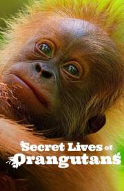 Secret Lives of Orangutans