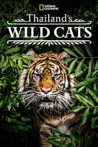 Thailand's Wild Cats