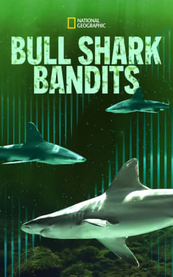 Bull Shark Bandits