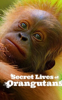 Secret Lives of Orangutans