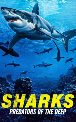 Sharks: Predators of the Deep