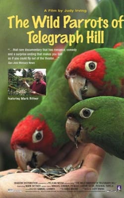 The Wild Parrots of Telegraph Hill