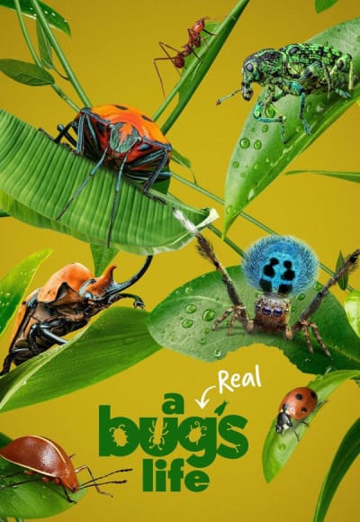 A Real Bug's Life - Season 1