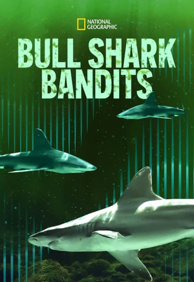 Bull Shark Bandits