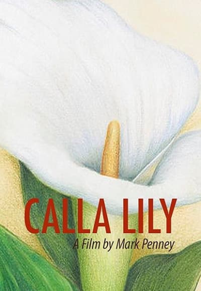 Calla Lily