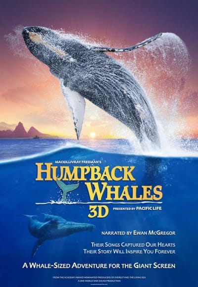 Humpback Whales