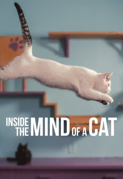 Inside the Mind of a Cat