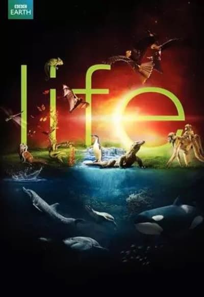 Life (2009) - Season 01