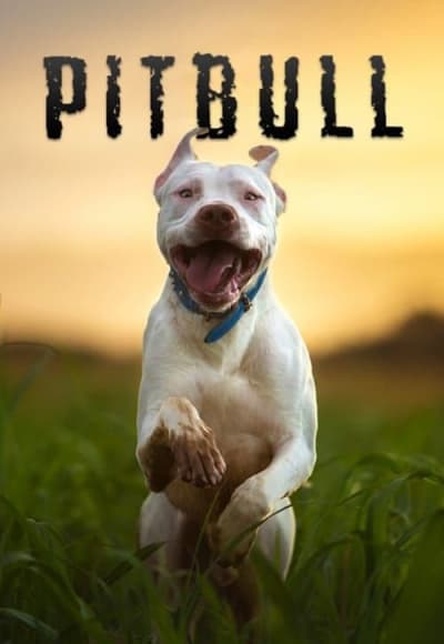 Pitbull