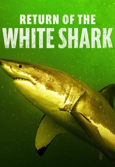 Return of the White Shark