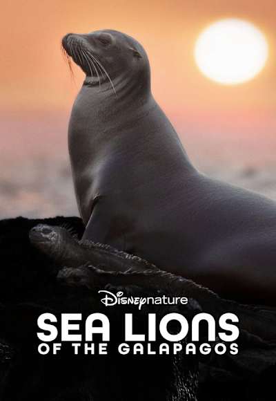 Sea Lions of the Galapagos
