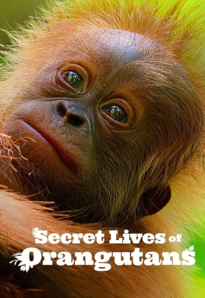 Secret Lives of Orangutans