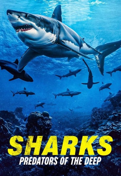 Sharks: Predators of the Deep