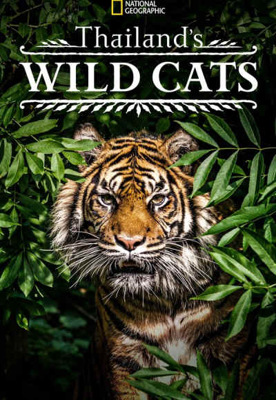 Thailand's Wild Cats