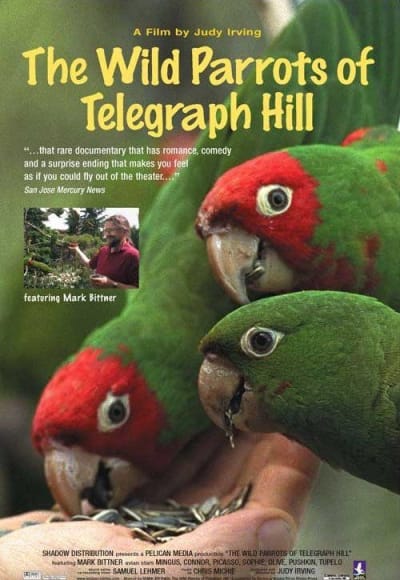 The Wild Parrots of Telegraph Hill